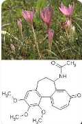 Colchicine and its plant. Courtesy of GoutPal.com